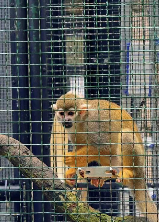 香港动植物公园一周内十只猴子离奇死亡，引发关注与思考