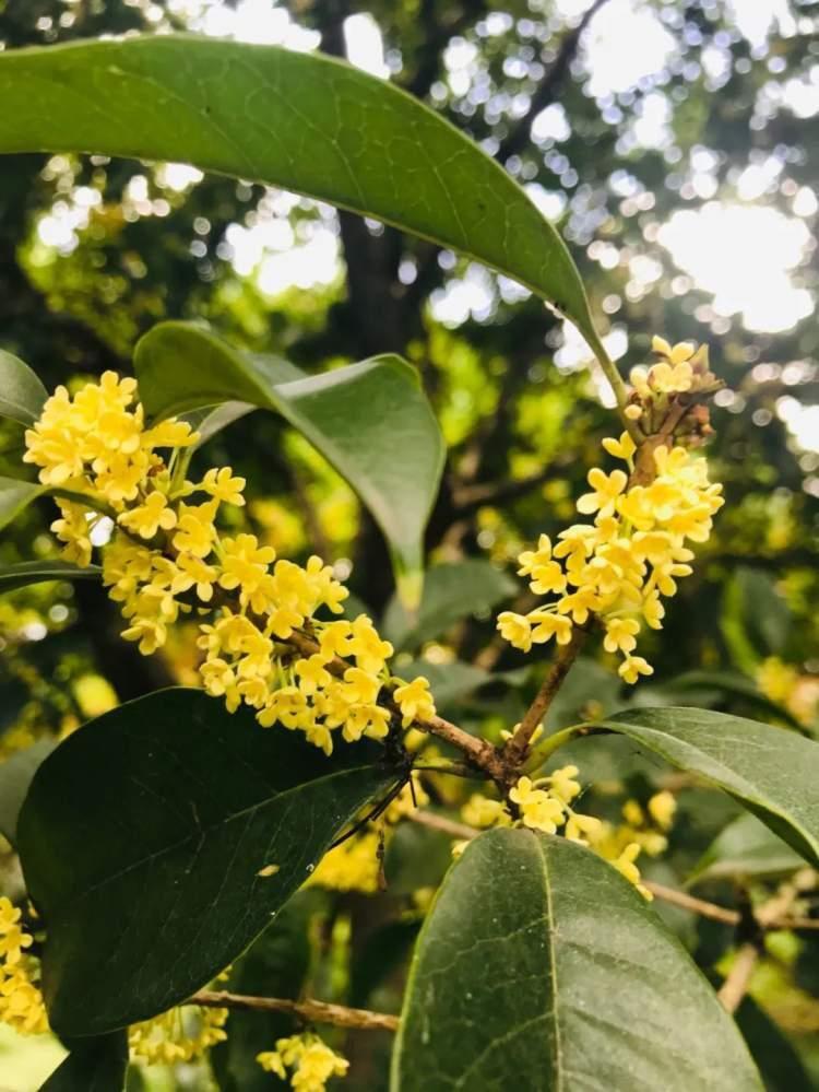 桂花经济升温启动温情消费季，助力消费增长