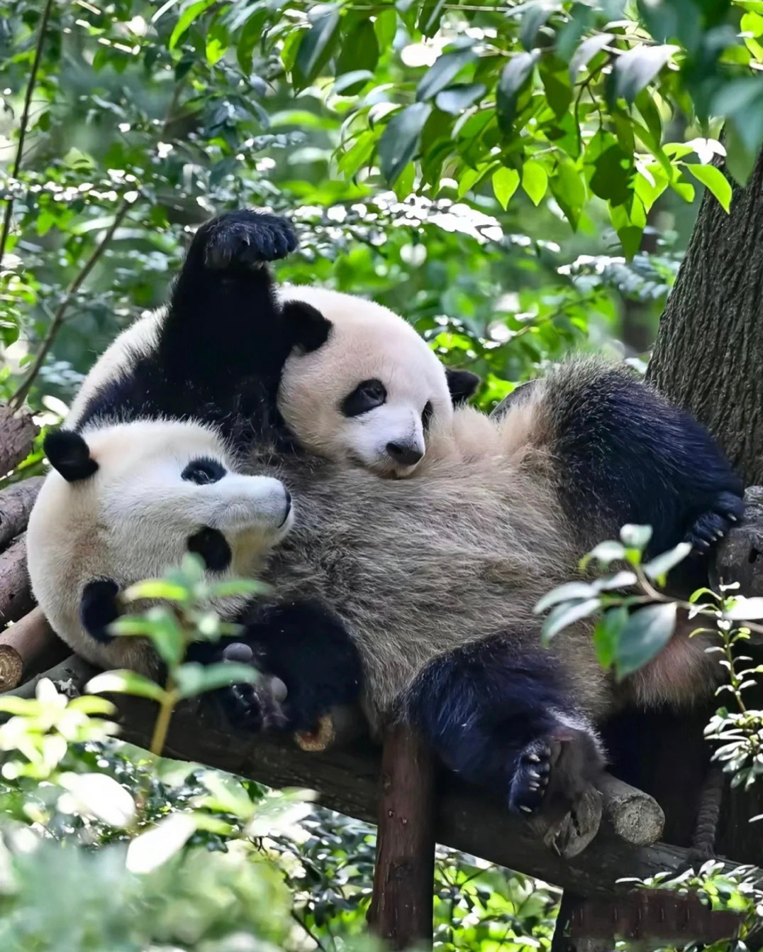 大熊猫宝力青宝启程赴美，自然美景探索之旅开启