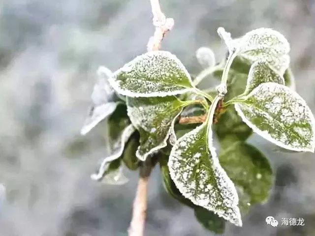 霜降时节，越冬作物种植技能学习与任务指南