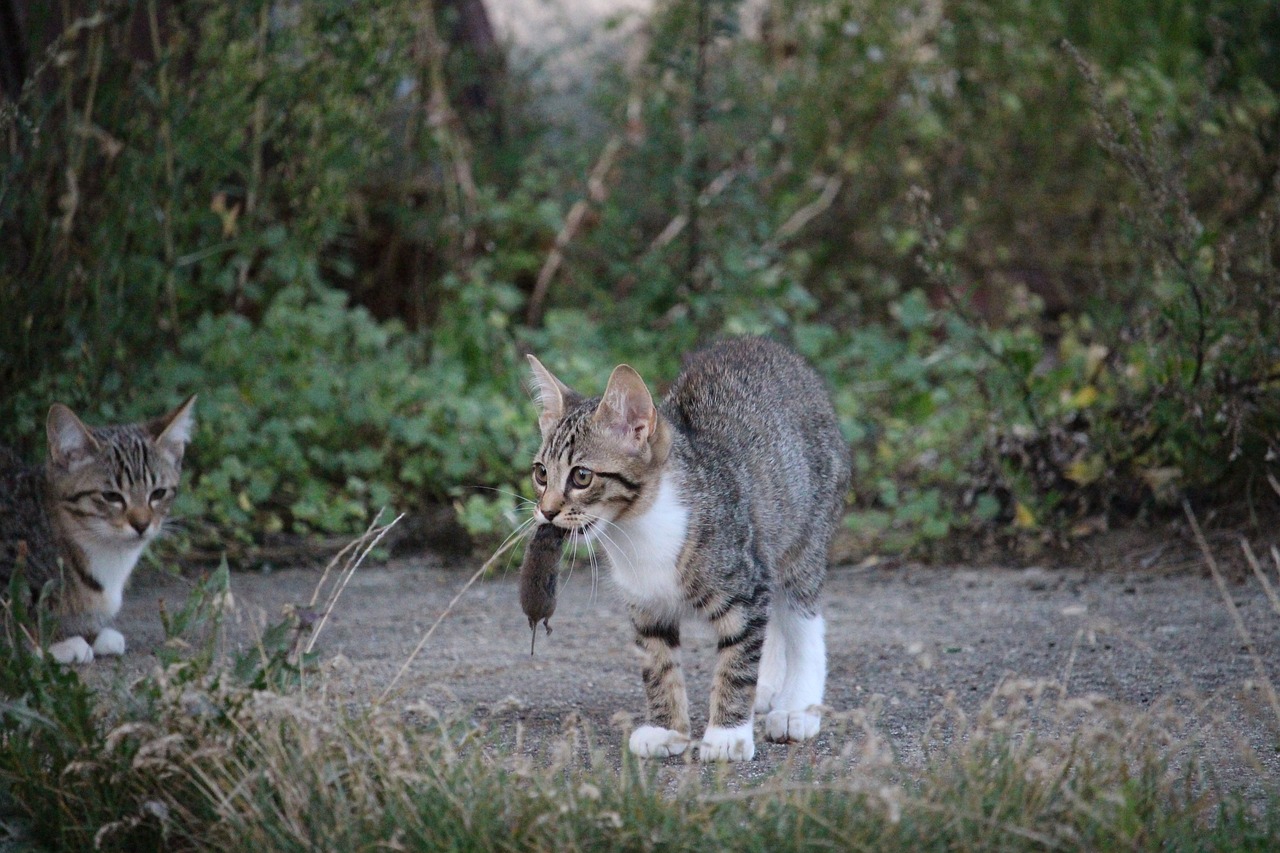 王欣瑜再现猫咪狩猎之旅，自然美景的鼓舞人心探索