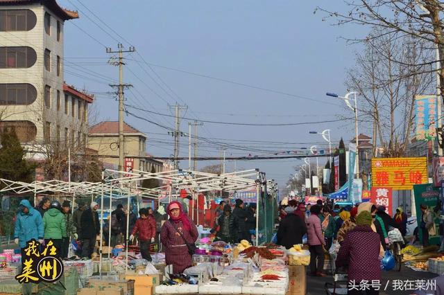 莱州朱桥狗市最新动态报道