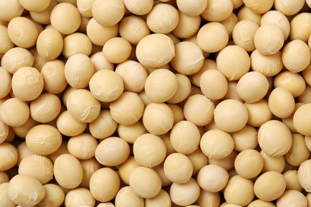 食用大豆最新价格，变化中的价值与学习力量探索