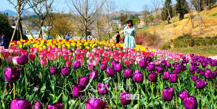 贵定四季花谷最新动态，生态旅游胜地绽放光彩