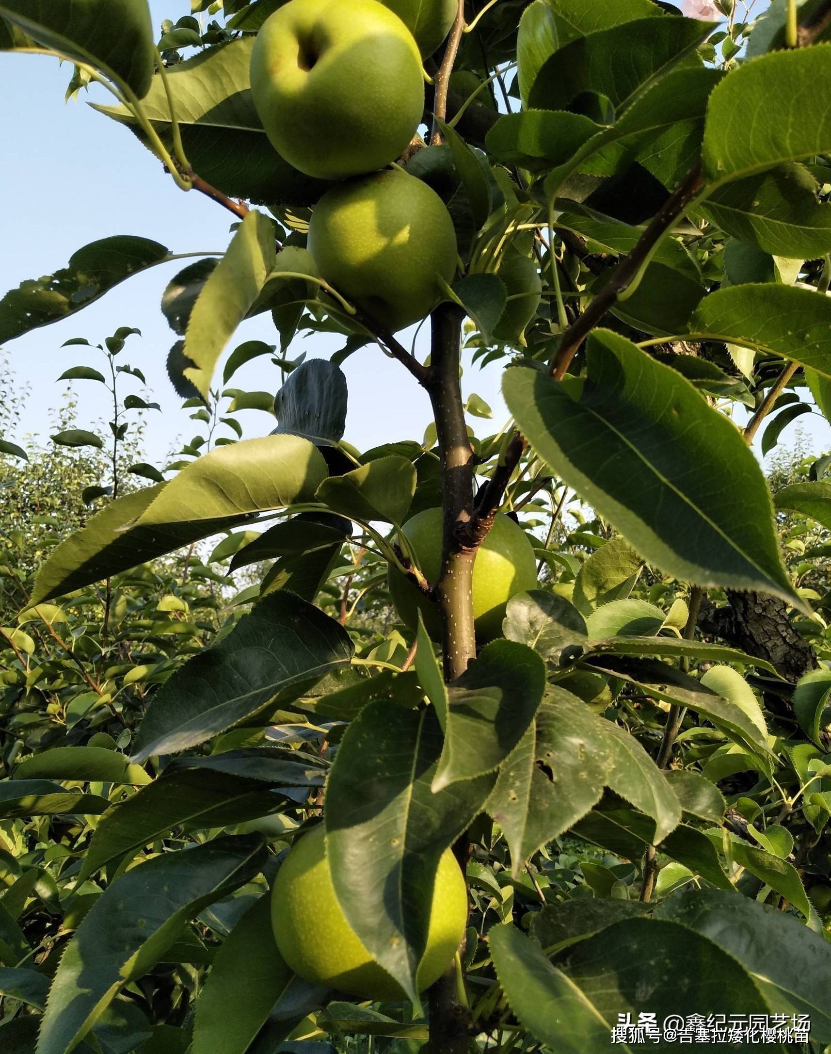 最新梨树品种揭秘与盘点🌱🍐