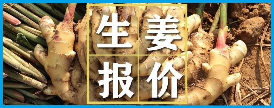 今日生姜最新价格及市场走势与影响分析概览